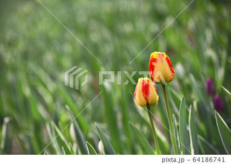 チューリップ 春の花 花 64186741