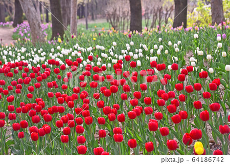 チューリップ 春の花 4月 64186742