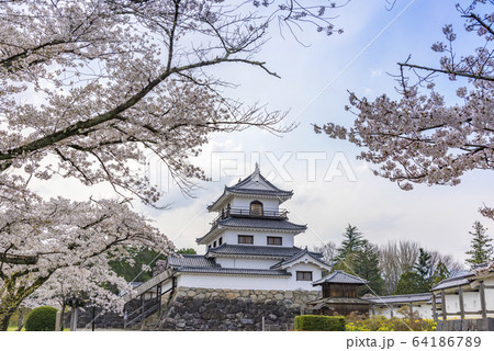 宮城　白石城と桜 64186789