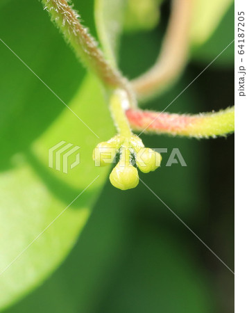 アオツヅラフジの蕾（つぼみ） 64187205