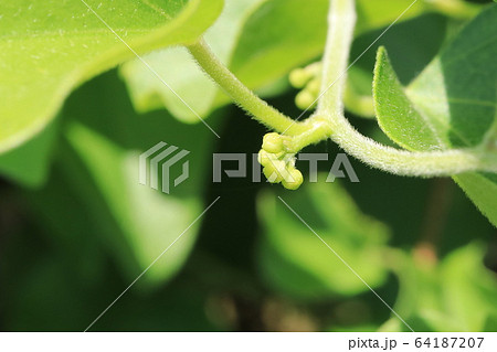 アオツヅラフジの蕾（つぼみ） 64187207