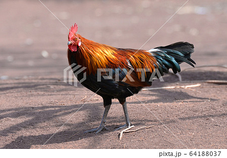 Rooster bantam crows chicken colorful red on field 64188037