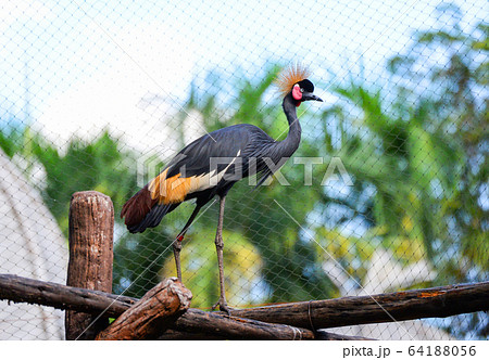 Grey crowned crane Gruiformes in cage zoo in the 64188056