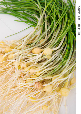 Spring vegetables and herbs, close up of nutritious greens sprouting in spring. 004 Spring vegetables and herbs, close up of nutritious greens sprouting in spring. 004 64188651