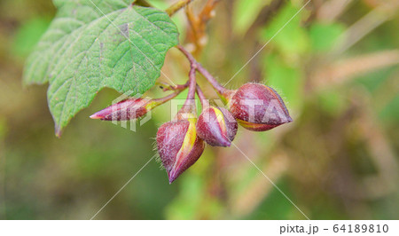 Merrernia umbellata Haller plant ivy intertwined / Merrernia umbellata Haller plant ivy intertwined / 64189810