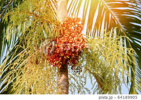 Date palm fruit - Sealing wax palm on the tree in 64189905