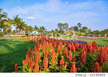Orange plumed cockscomb or Celosia argentea 64189909
