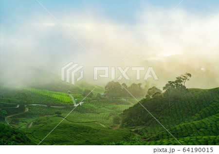 Tea plantation landscape Tea plantation landscape 64190015