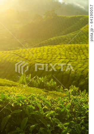 Tea plantation landscape Tea plantation landscape 64190057
