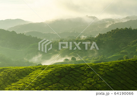 Tea plantation landscape Tea plantation landscape 64190066