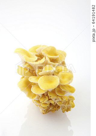 タモギダケ タモギダケ 64191482