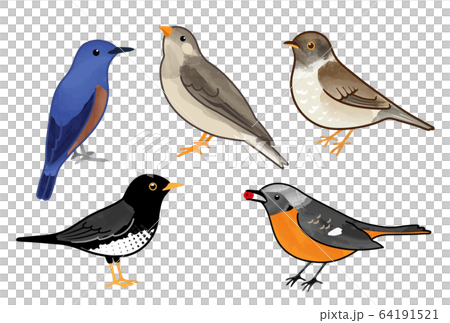 野鳥 64191521