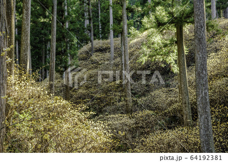 ミツマタ群生地 64192381