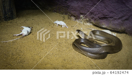 Siamese cobra - Monocled cobra snake looking rat Siamese cobra - Monocled cobra snake looking rat 64192474