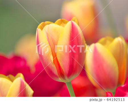 チューリップ 64192513
