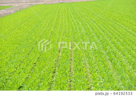 ユメセイキの麦畑 64192533