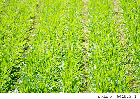 ユメセイキの小麦 ユメセイキの小麦 64192541