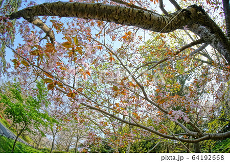 超広角レンズで撮影した日本庭園の春の桜と緑 超広角レンズで撮影した日本庭園の春の桜と緑 64192668