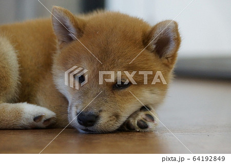 眠そうな豆しば 64192849