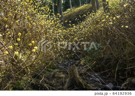 ミツマタ群生地と小川 64192936
