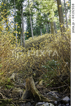 ミツマタ群生地と小川 ミツマタ群生地と小川 64192938