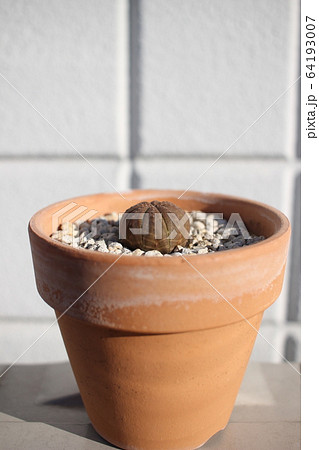 多肉植物 オベサ 多肉植物 オベサ 64193007