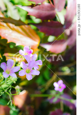 ムラサキカタバミ 64193180