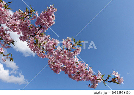 満開の桜　河津桜 64194330
