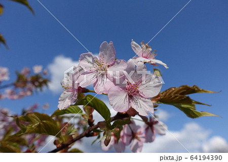 満開の桜　河津桜 64194390
