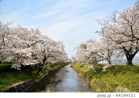 亀岡市 七谷川の桜並木と青空の写真素材