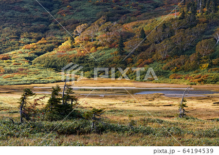 午後の陽差す妙高連山・黒沢池湿原 午後の陽差す妙高連山・黒沢池湿原 64194539