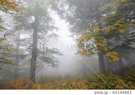 Ukraine, Zakarpattia region, Carpathians, Borzhava, Hillside mountain Munchel, Autumn woods in morning fog Ukraine, Zakarpattia region, Carpathians, Borzhava, Hillside mountain Munchel, Autumn woods in morning fog 64194883