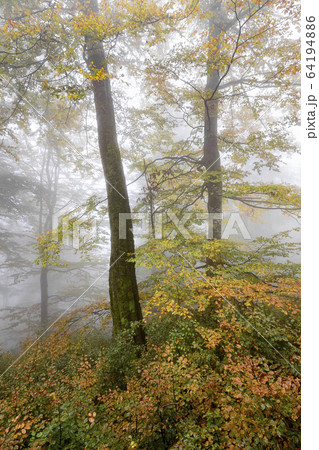 Ukraine, Zakarpattia region, Carpathians, Borzhava, Hillside mountain Munchel, Autumn woods in morning fog 64194886