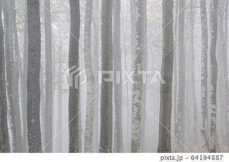 Ukraine, Zakarpattia region, Carpathians, Forest, Borzhava, Row of trees in woods in morning mist Ukraine, Zakarpattia region, Carpathians, Forest, Borzhava, Row of trees in woods in morning mist 64194887