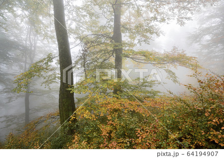 Ukraine, Zakarpattia region, Carpathians, Borzhava, Hillside mountain Munchel, Autumn woods in morning fog Ukraine, Zakarpattia region, Carpathians, Borzhava, Hillside mountain Munchel, Autumn woods in morning fog 64194907