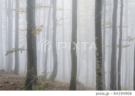 Ukraine, Zakarpattia region, Carpathians, Forest, Borzhava, Autumn forest in morning mist Ukraine, Zakarpattia region, Carpathians, Forest, Borzhava, Autumn forest in morning mist 64194908