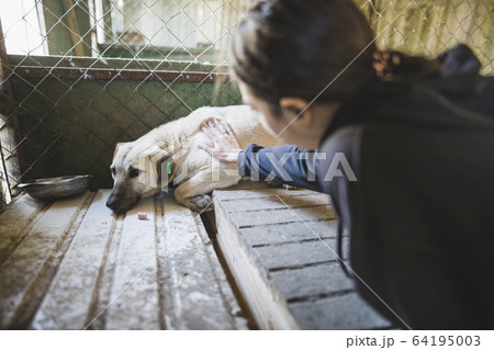 Young woman petting sad dog in the animal shelter 64195003
