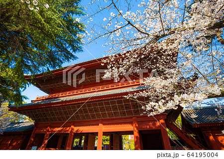 （東京都港区）増上寺　桜と三解脱門 64195004