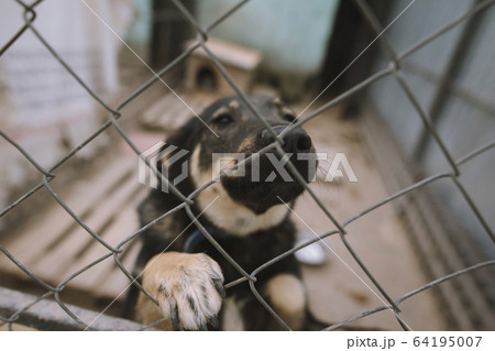 Portrait of dog behind fence in animal shelter 64195007