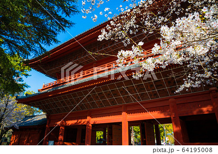 （東京都港区）増上寺　桜と三解脱門 64195008