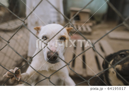 Portrait of dog behind fence in animal shelter 64195017