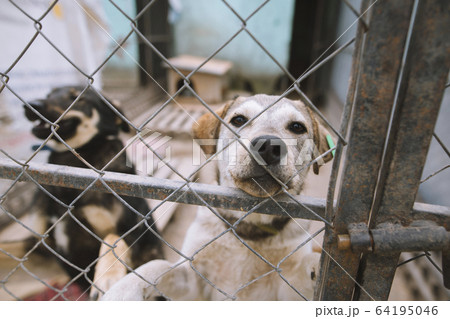 Dogs behind fence in animal shelter Dogs behind fence in animal shelter 64195046