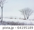 フル 樹木 季節 64195189