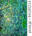 緑 緑色 植物学 64195214
