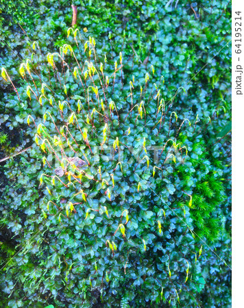 緑 緑色 植物学 64195214