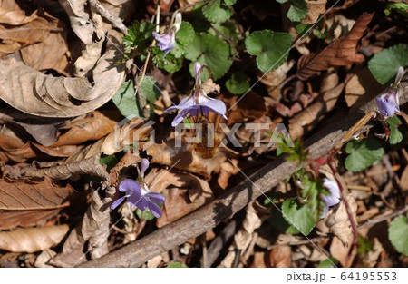 ビロードツリアブ 64195553