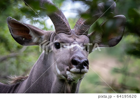 The head of a kudu, Tragelaphus strepsiceros, direct gaze, ears forward 64195620