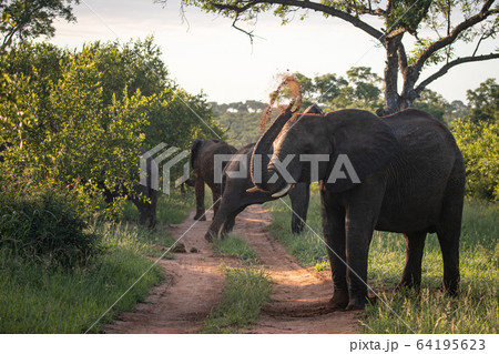 An African elephant, Loxodonta africana, throws dust onto its back using its trunk 64195623