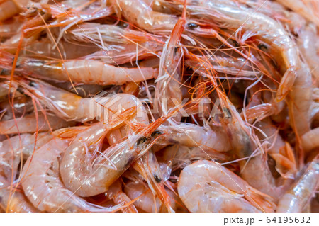 Fresh shrimps in Algarve fish market, Portugal Fresh shrimps in Algarve fish market, Portugal 64195632
