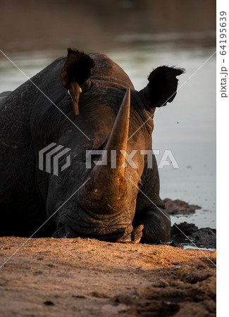 A white rhino, Ceratotherium simum, lies down in a waterhole, resting head on ground, sunset light 64195639